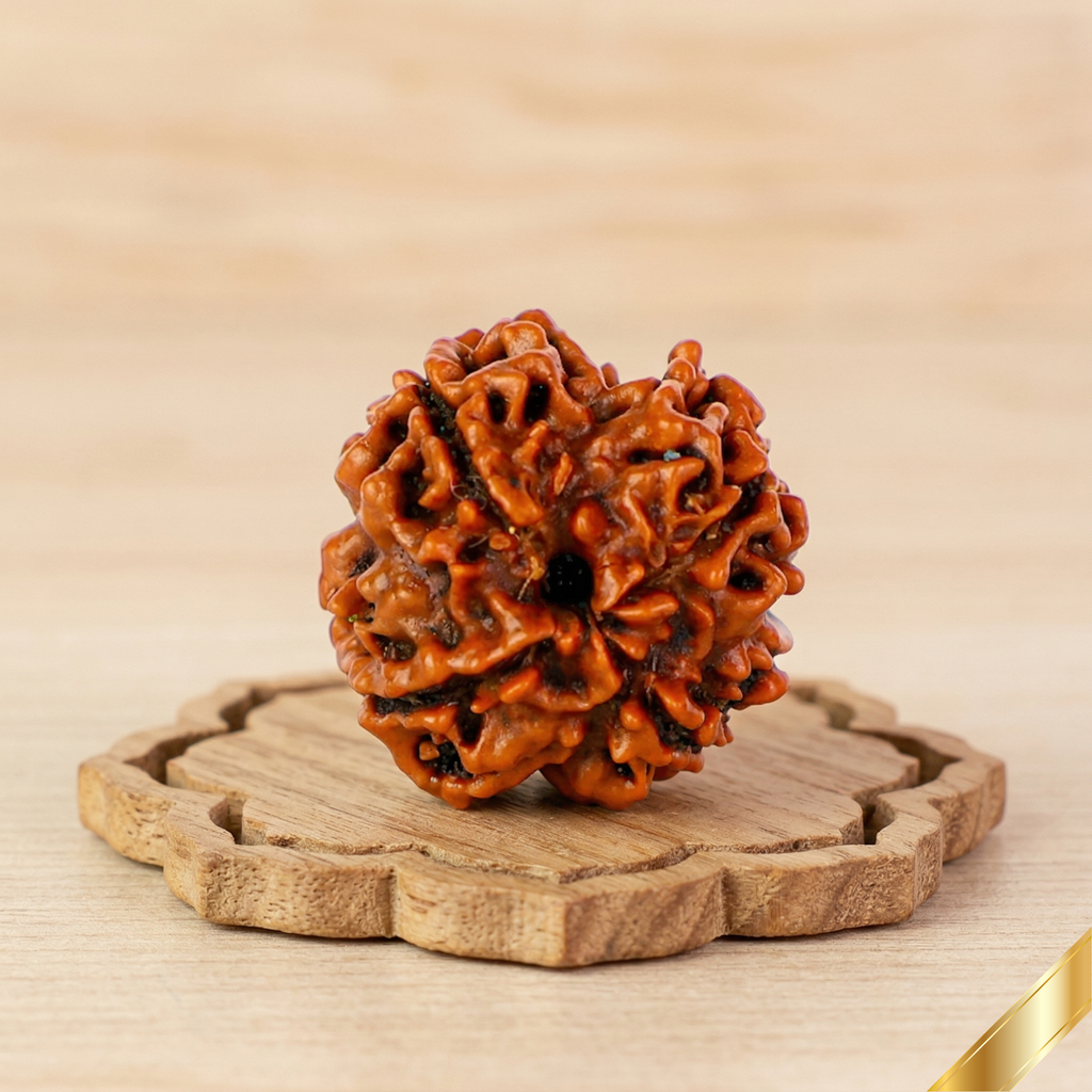 Natural 4 Mukhi Rudraksha (Nepali)