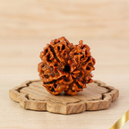 Natural 4 Mukhi Rudraksha (Nepali)