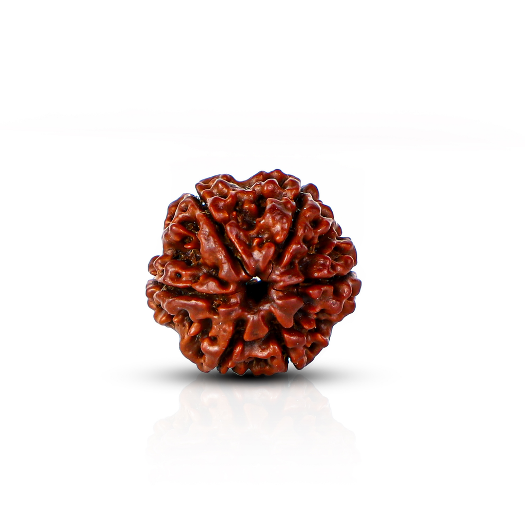 Natural 6 Mukhi Rudraksha (Nepali)