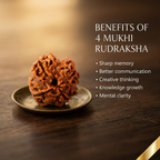 Natural 4 Mukhi Rudraksha (Nepali)