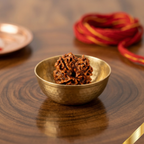 Natural 4 Mukhi Rudraksha (Nepali)