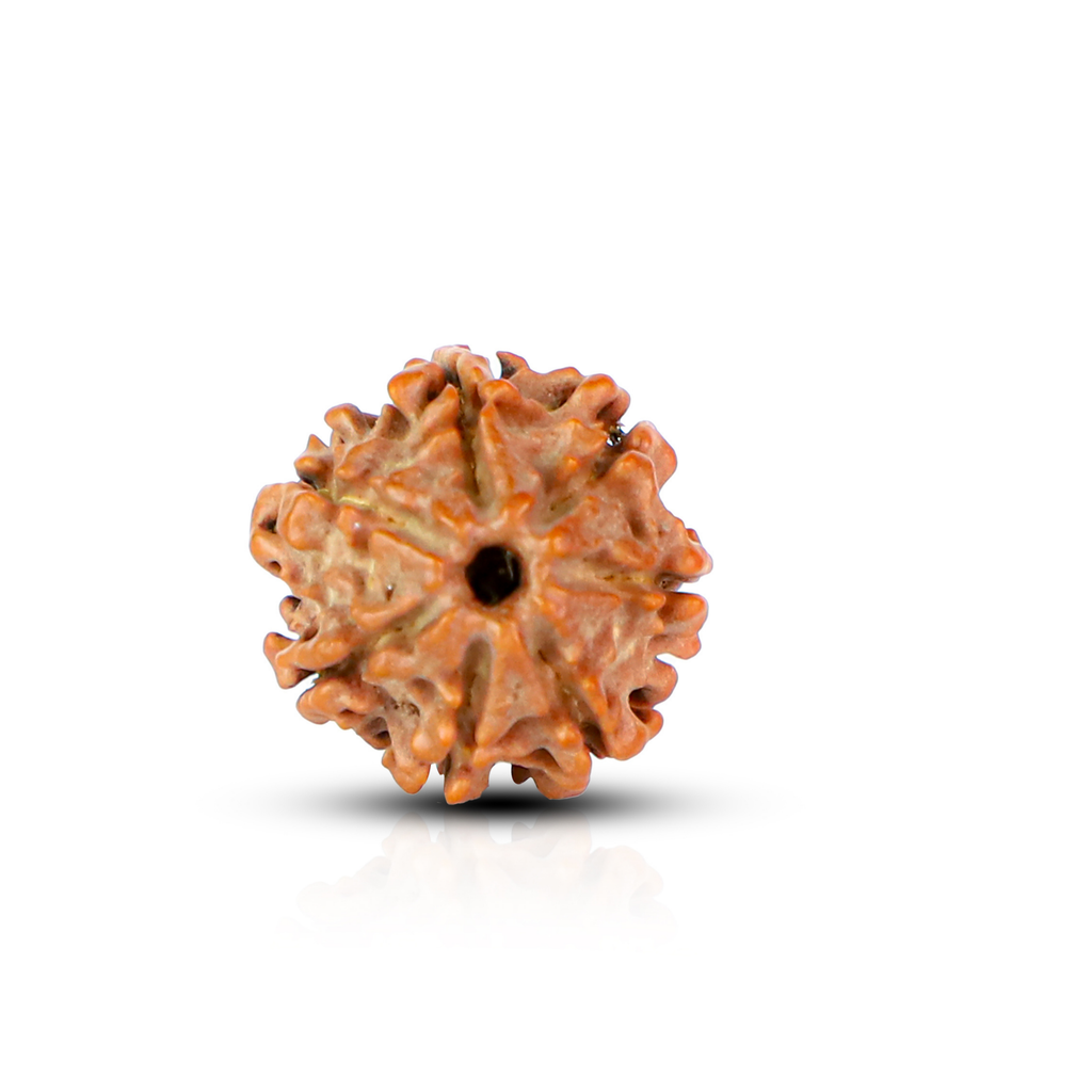 Natural 7 Mukhi Rudraksha (Nepali)