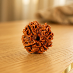 Natural 4 Mukhi Rudraksha (Nepali)