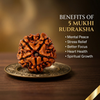 Natural 5 Mukhi Rudraksha (Nepali)