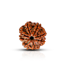 Natural 8 Mukhi Rudraksha (Nepali)