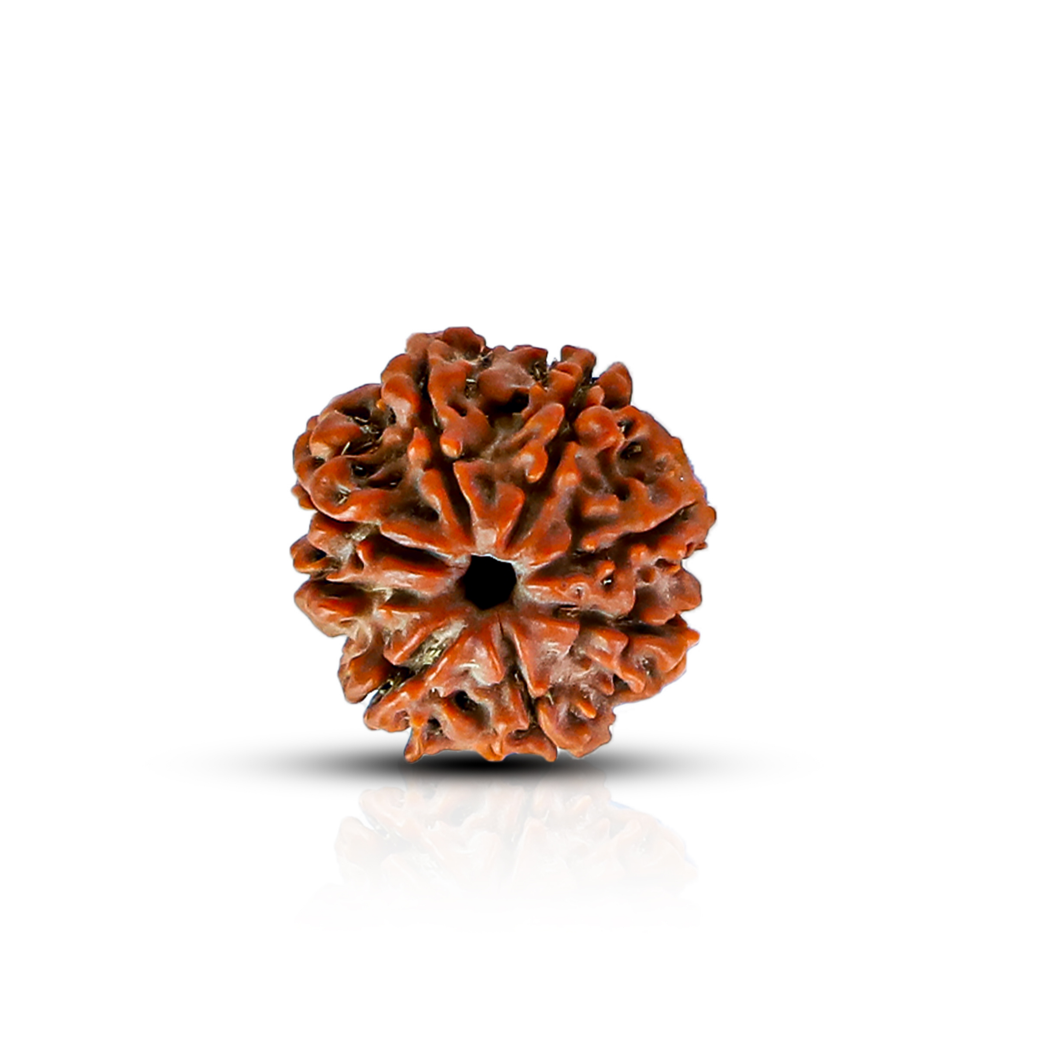 Natural 8 Mukhi Rudraksha (Nepali)