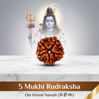 Natural 5 Mukhi Rudraksha (Nepali)