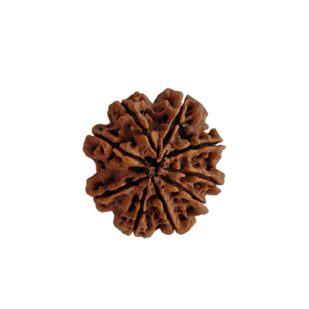 Natural 9 Mukhi Rudraksha (Nepali)