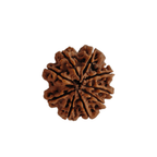 Natural 9 Mukhi Rudraksha (Nepali)