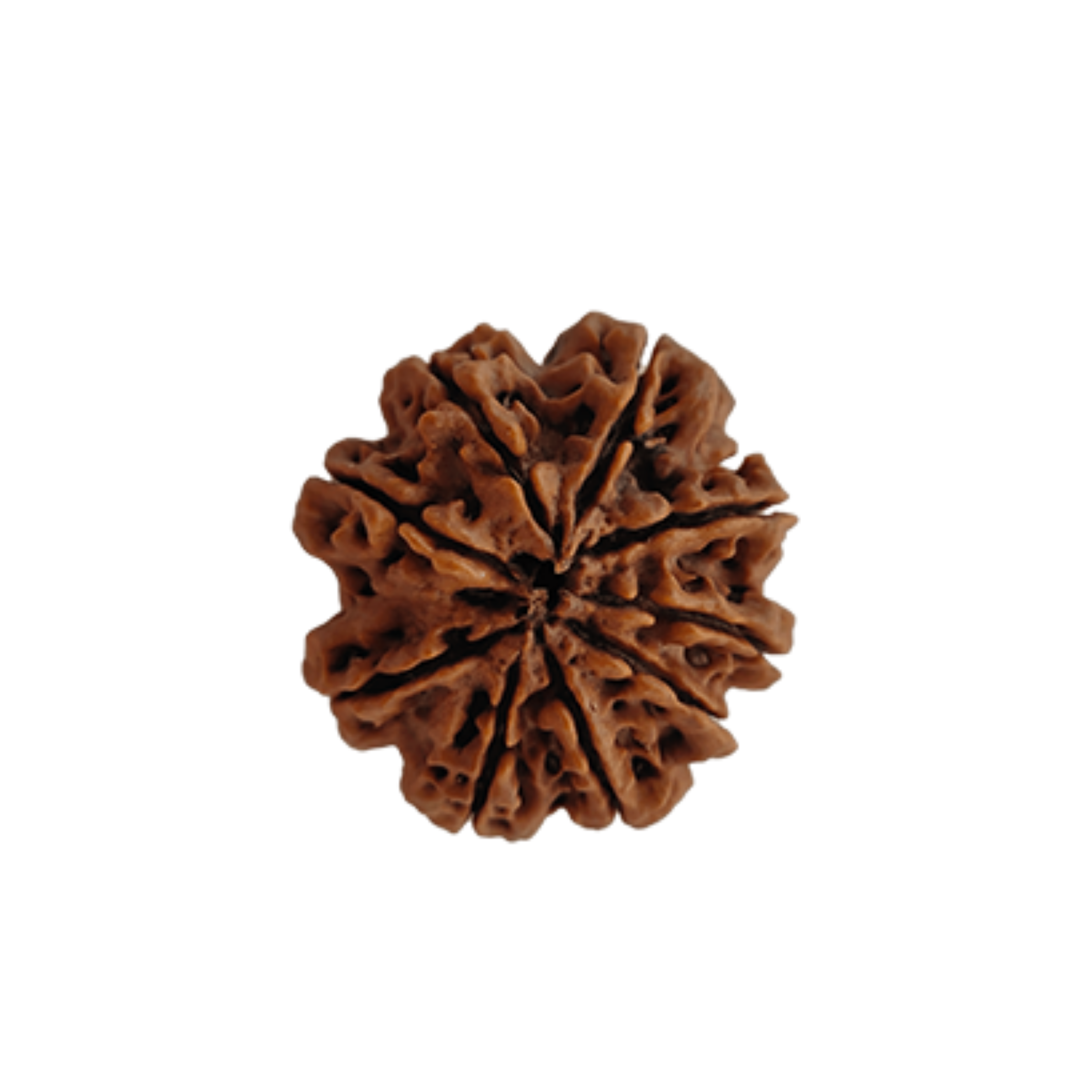 Natural 9 Mukhi Rudraksha (Nepali)