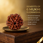 Natural 6 Mukhi Rudraksha (Nepali)