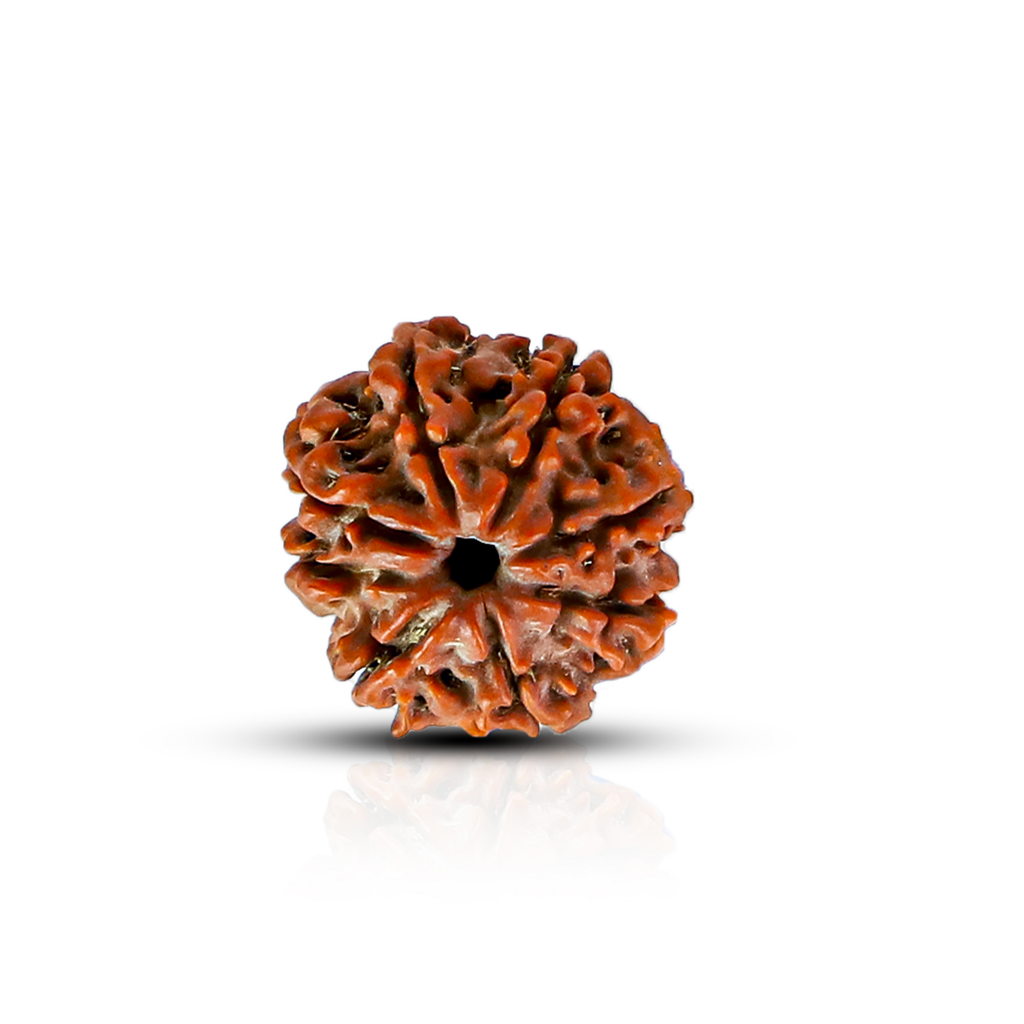 Natural 10 Mukhi Rudraksha (Nepali)