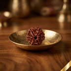 Natural 6 Mukhi Rudraksha (Nepali)