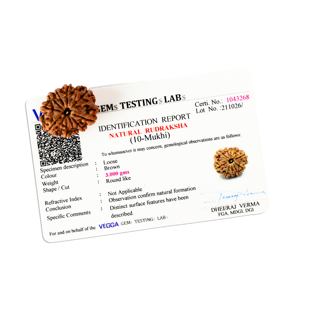 Natural 10 Mukhi Rudraksha (Nepali)
