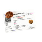 Natural 10 Mukhi Rudraksha (Nepali)