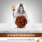 Natural 6 Mukhi Rudraksha (Nepali)