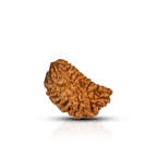 Natural 1 Mukhi Rudraksha (Nepali)