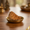 Natural 1 Mukhi Rudraksha (Nepali)