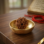 Natural 6 Mukhi Rudraksha (Nepali)