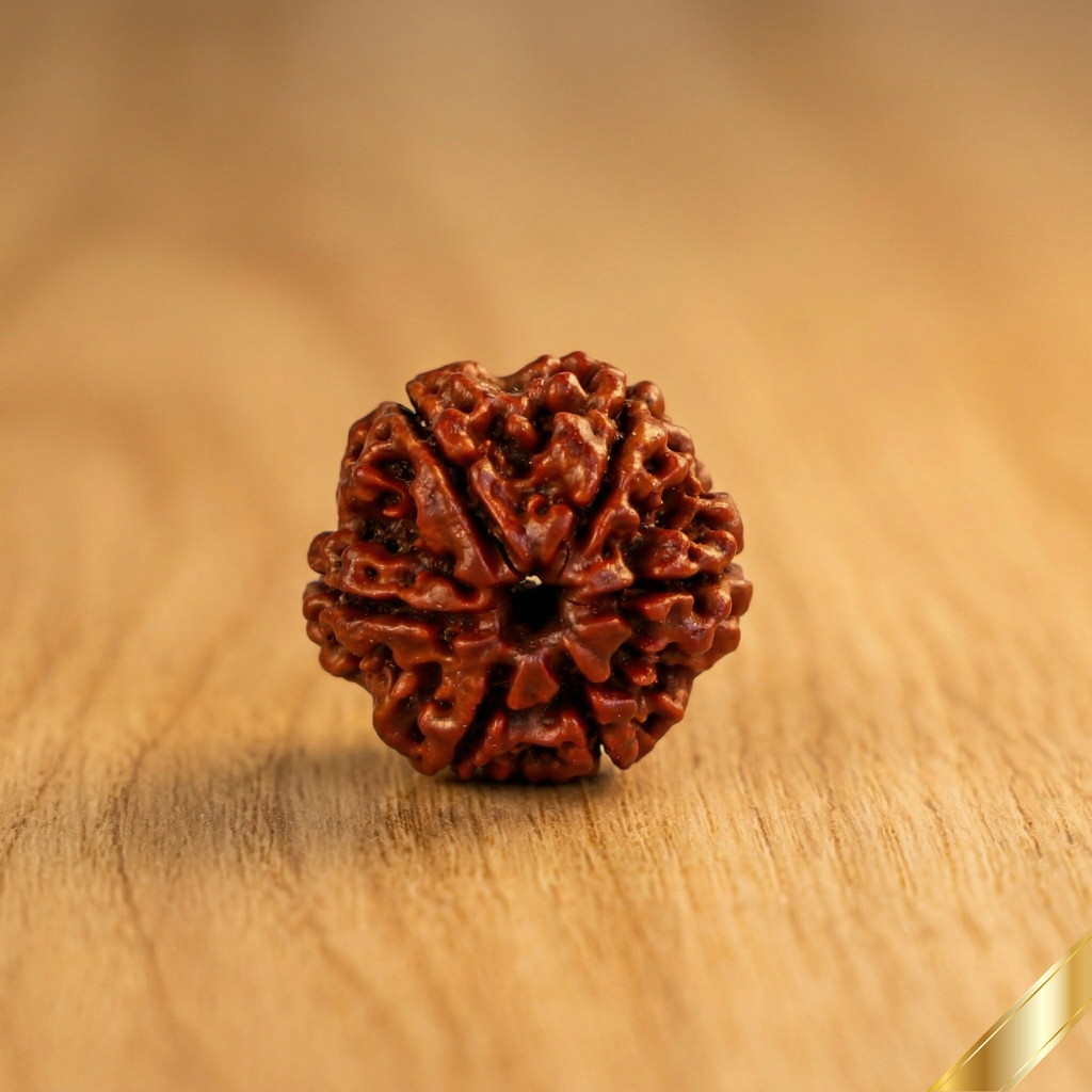 Natural 6 Mukhi Rudraksha (Nepali)