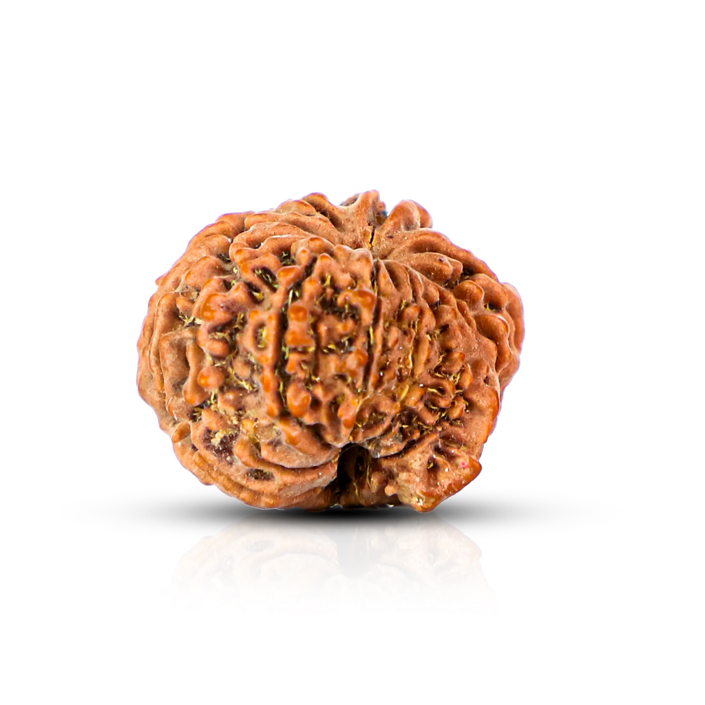 Natural 11 Mukhi Rudraksha (Nepali)
