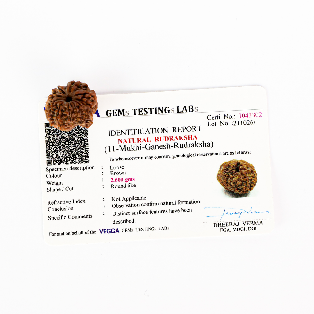 Natural 11 Mukhi Rudraksha (Nepali)
