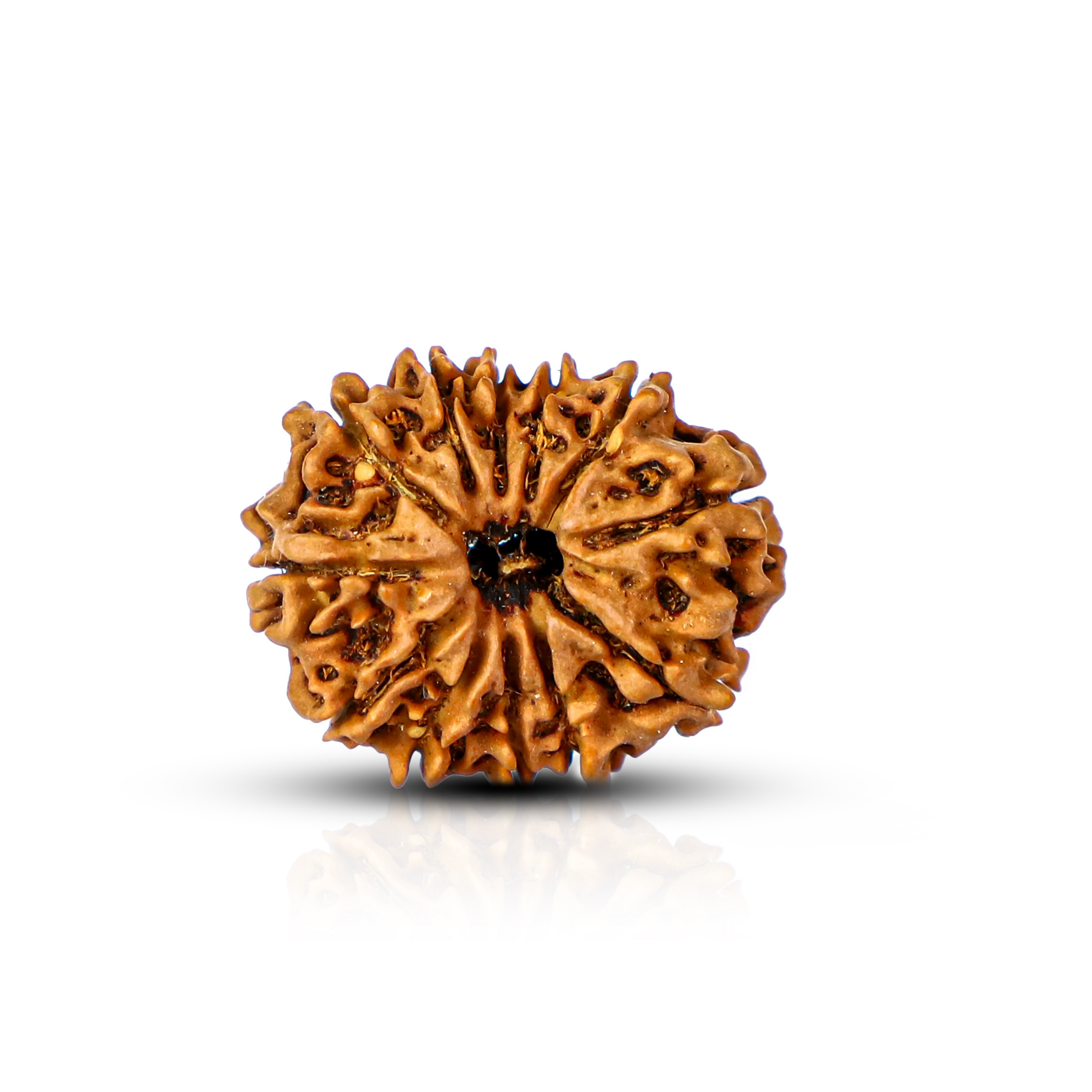 Natural 12 Mukhi Rudraksha (Nepali)