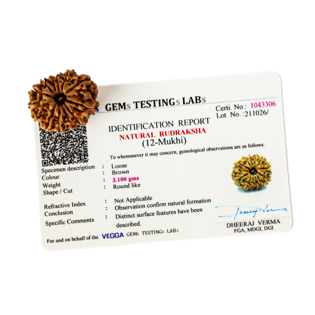 Natural 12 Mukhi Rudraksha (Nepali)