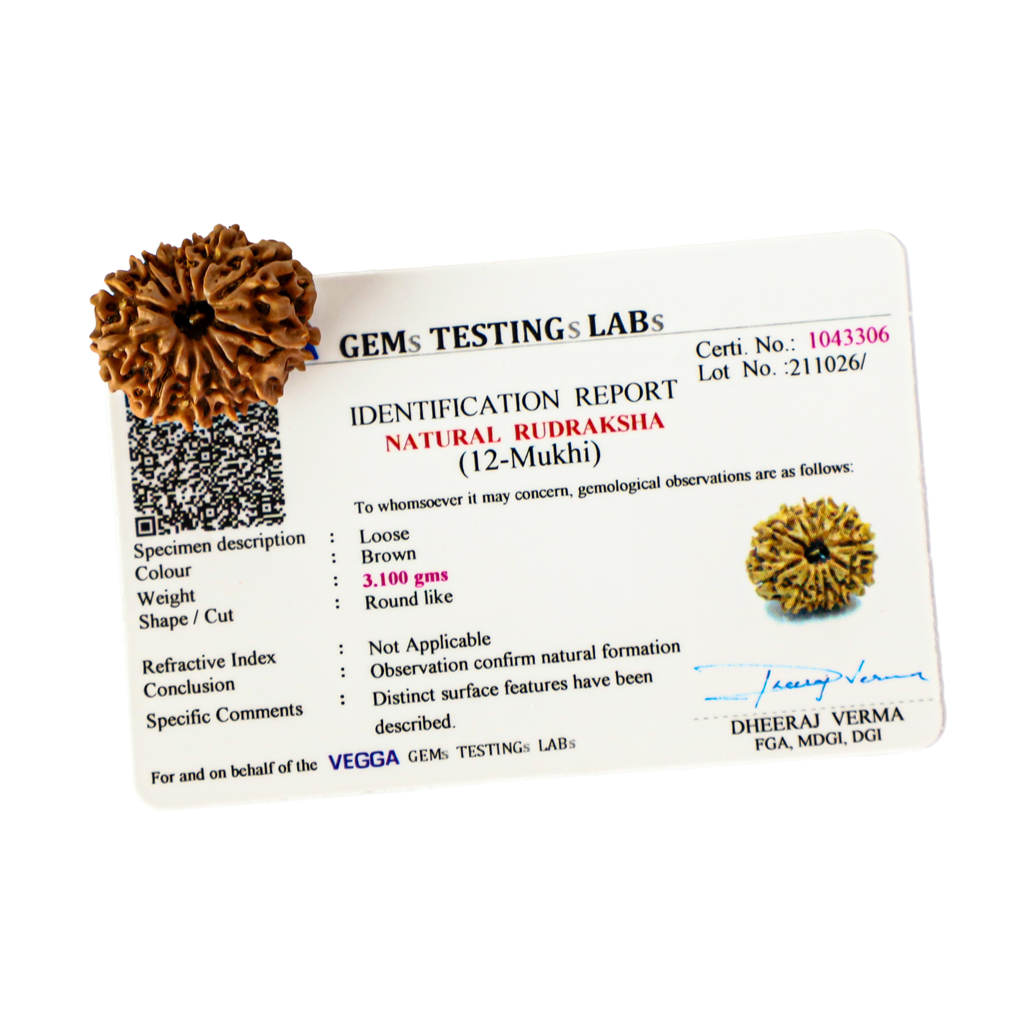Natural 12 Mukhi Rudraksha (Nepali)