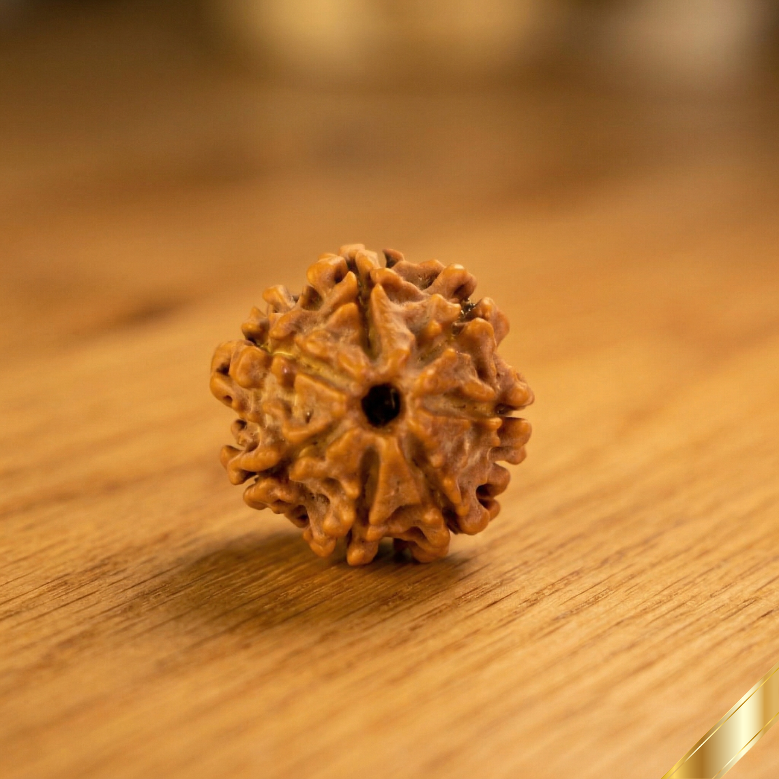Natural 7 Mukhi Rudraksha (Nepali)