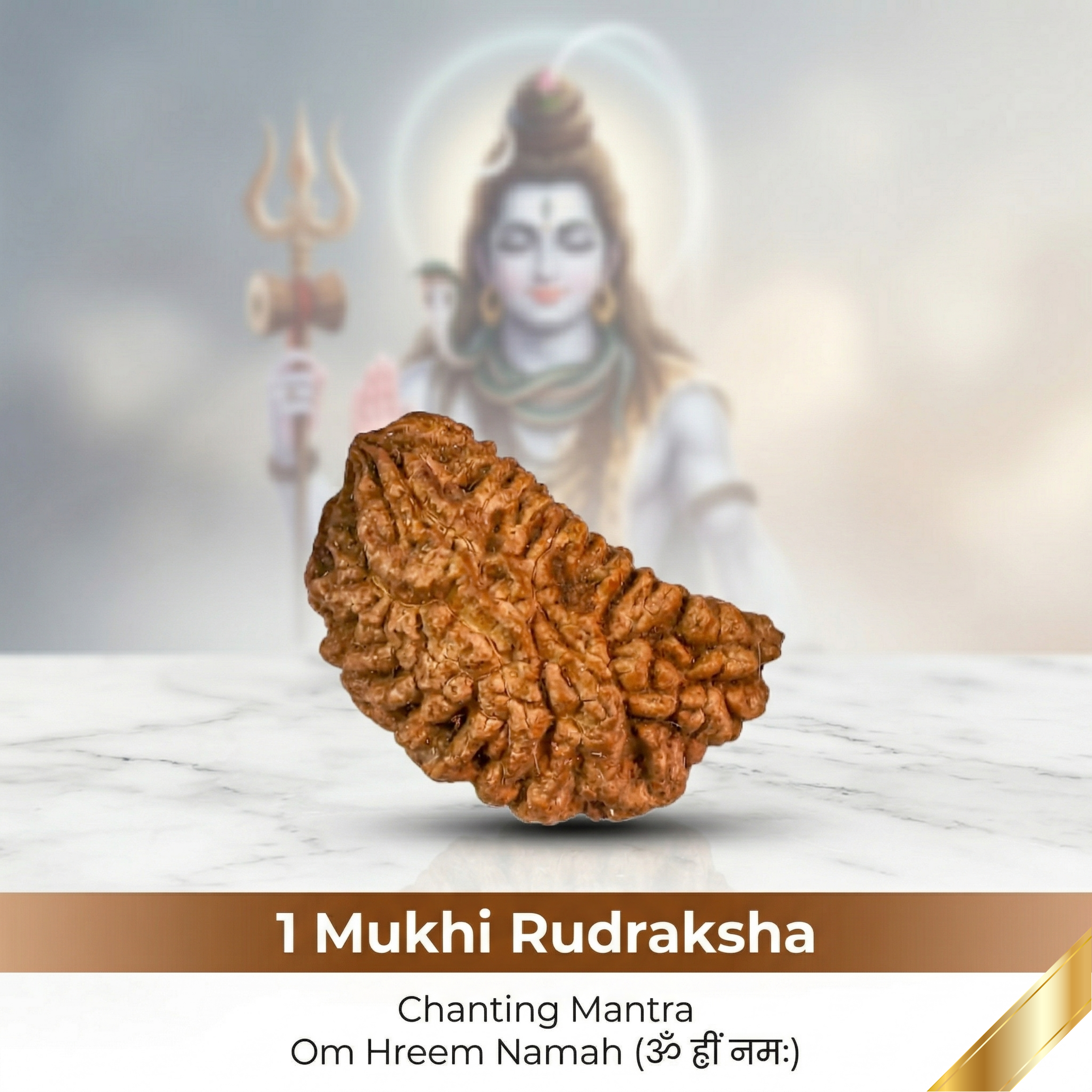Natural 1 Mukhi Rudraksha (Nepali)