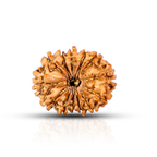 Natural 13 Mukhi Rudraksha (Nepali)