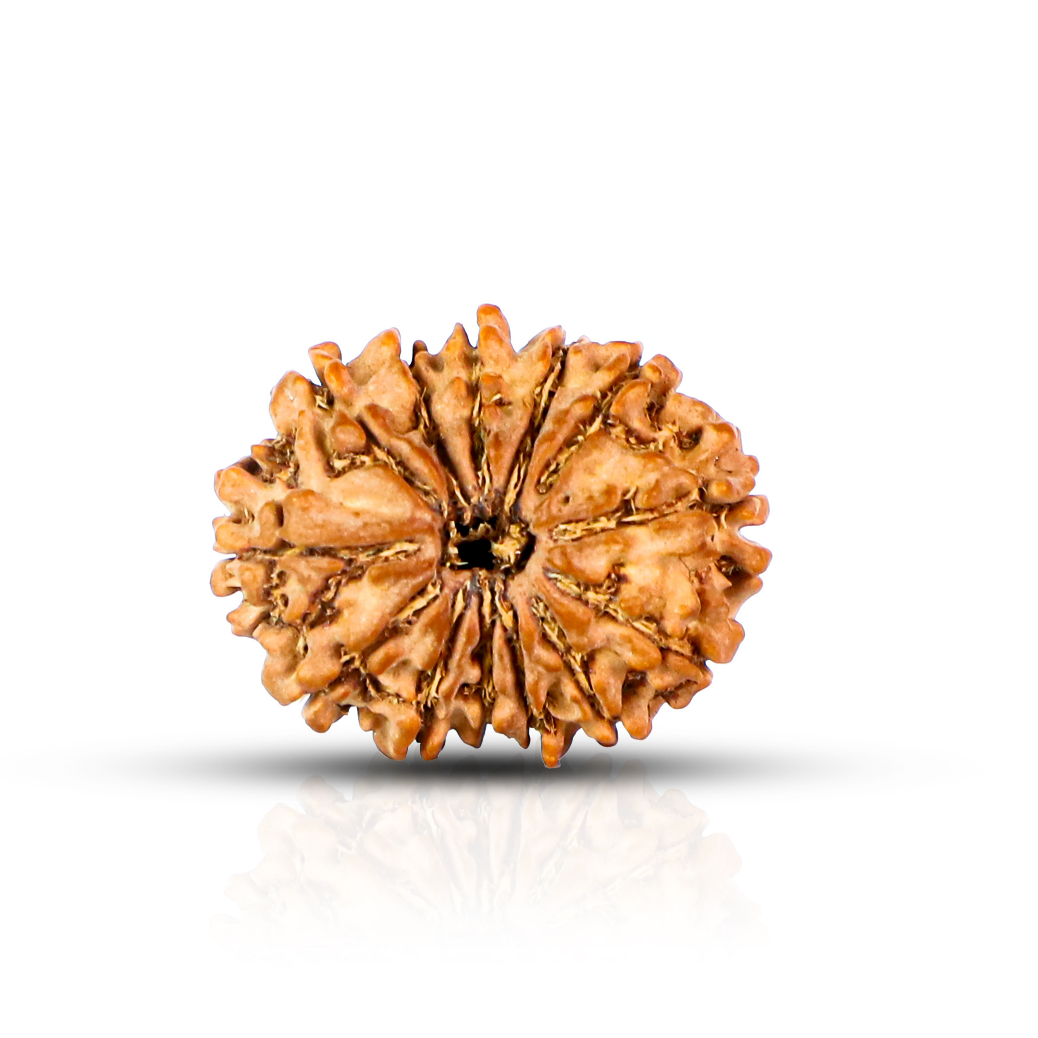Natural 13 Mukhi Rudraksha (Nepali)