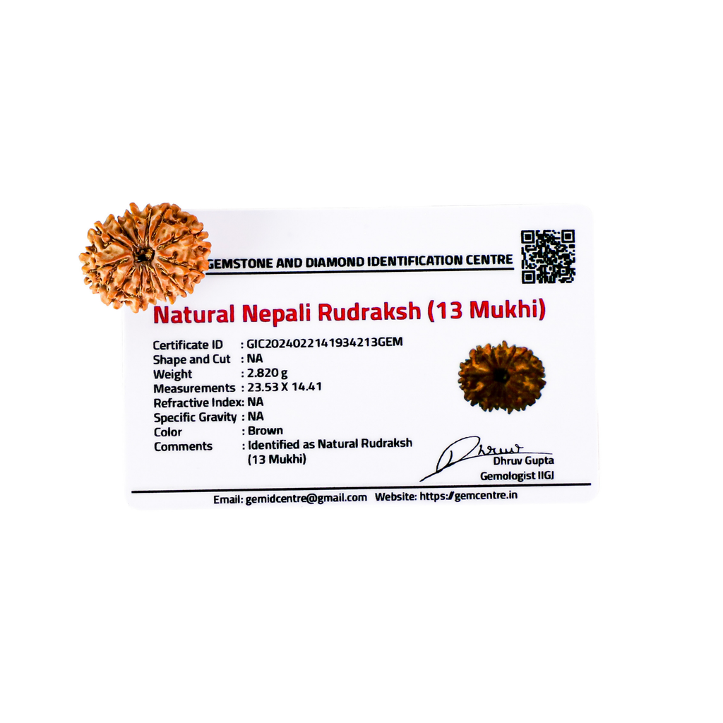 Natural 13 Mukhi Rudraksha (Nepali)