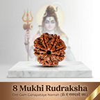Natural 8 Mukhi Rudraksha (Nepali)