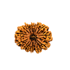 Natural 14 Mukhi Rudraksha (Nepali)
