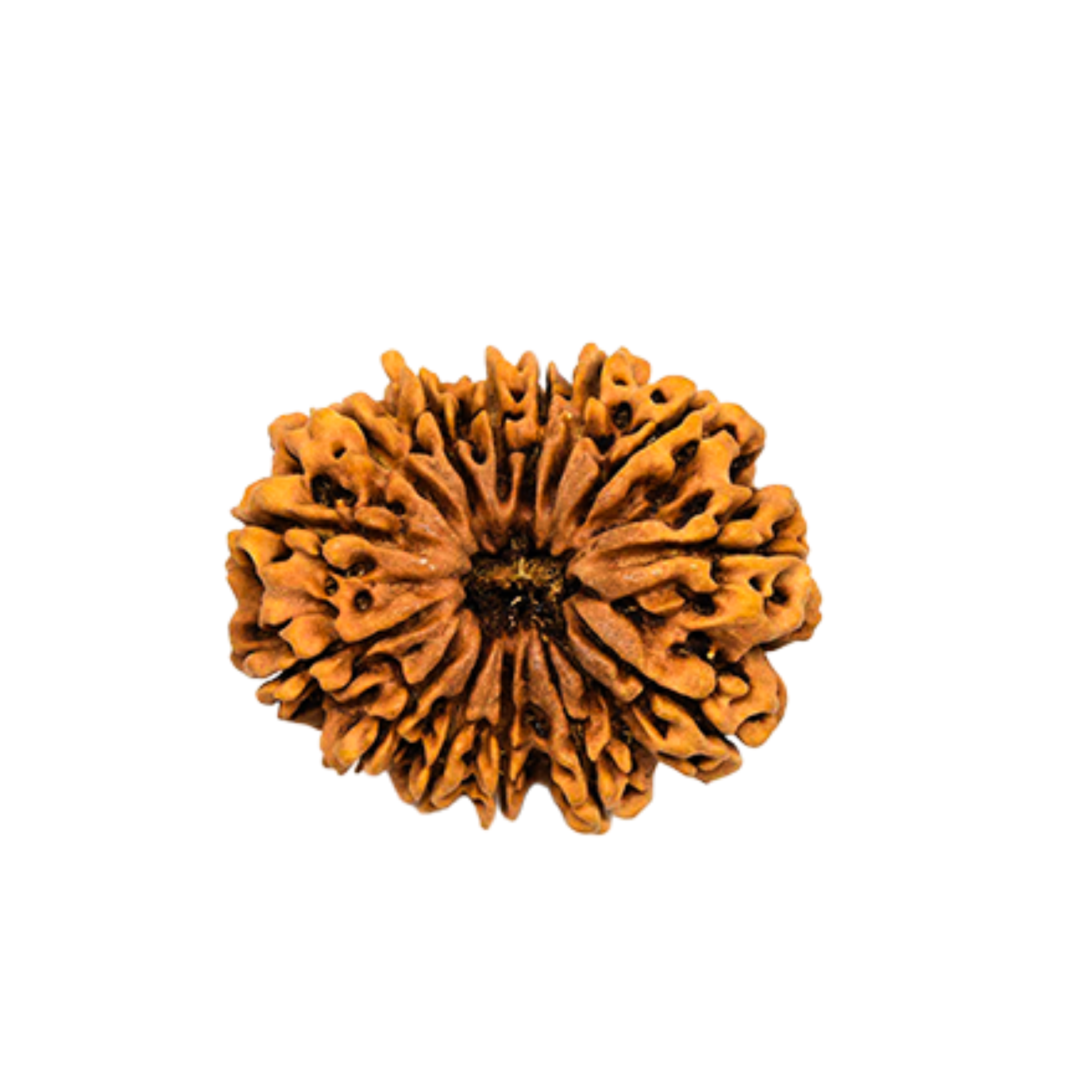 Natural 14 Mukhi Rudraksha (Nepali)