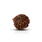 Ganesh Rudraksha (Nepali)