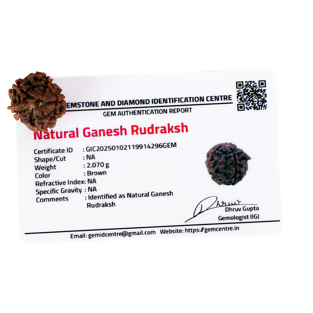 Ganesh Rudraksha (Nepali)