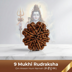 Natural 9 Mukhi Rudraksha (Nepali)
