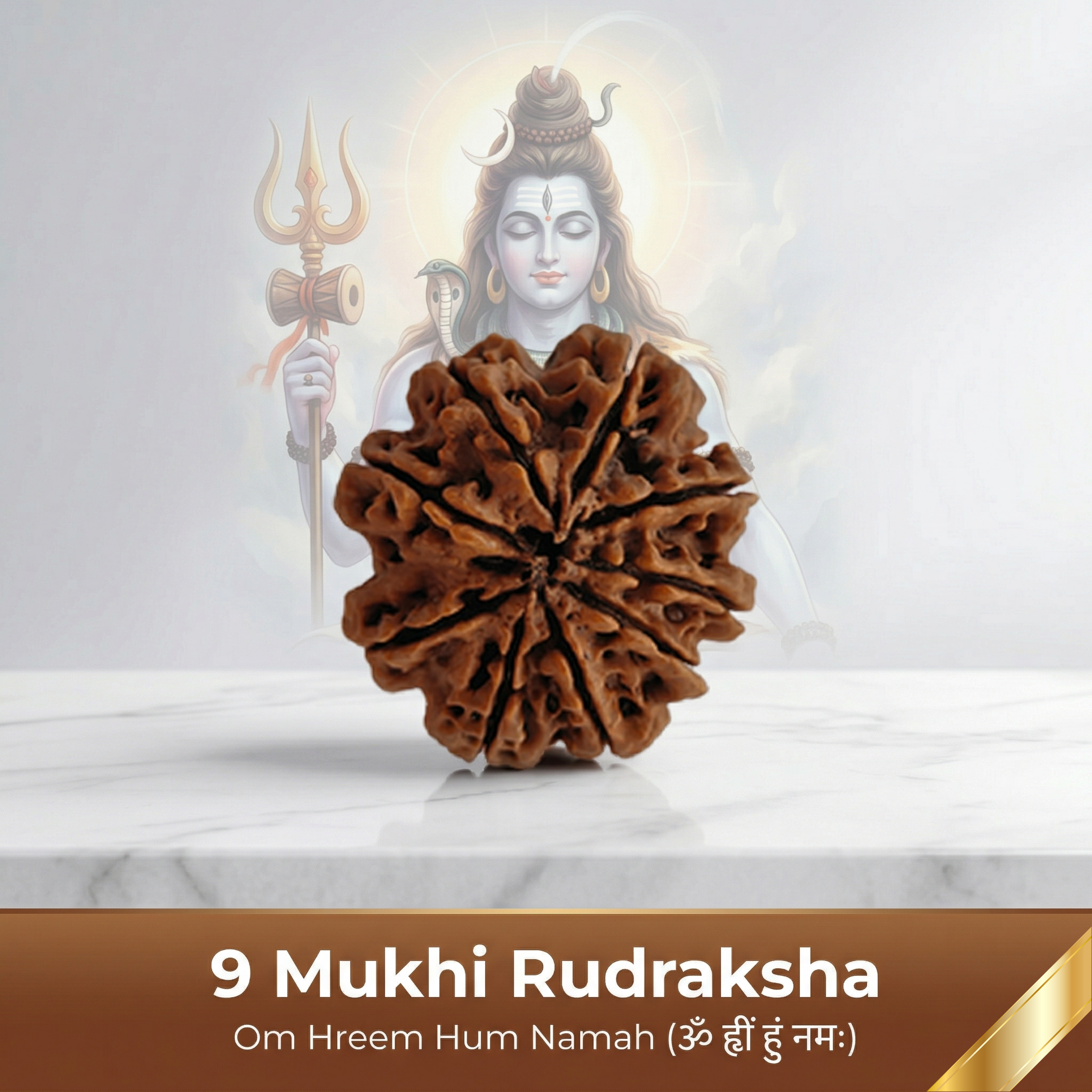 Natural 9 Mukhi Rudraksha (Nepali)