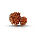Gauri Shankar Rudraksha (Nepali)