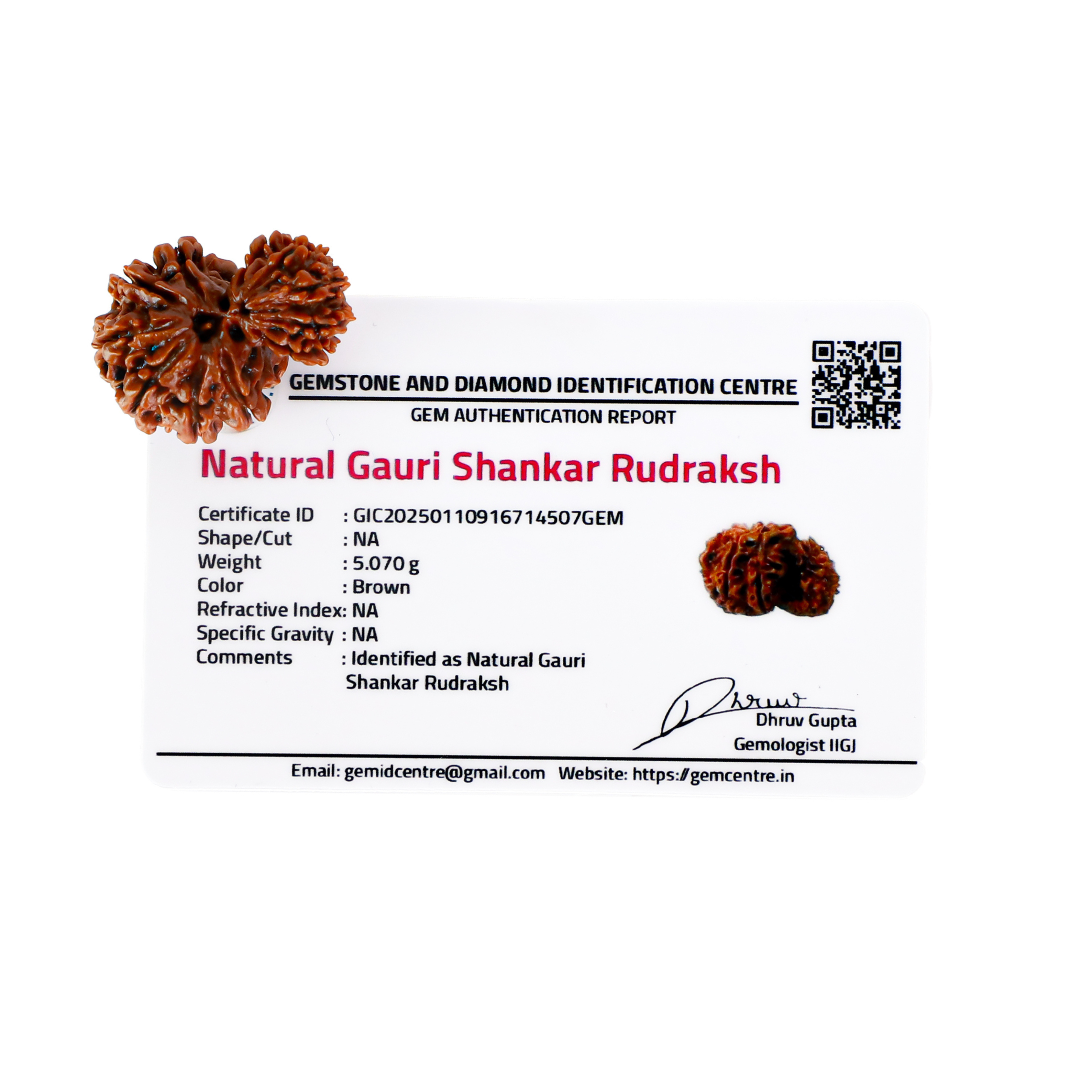 Gauri Shankar Rudraksha (Nepali)