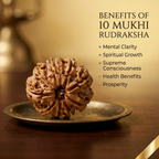 Natural 10 Mukhi Rudraksha (Nepali)