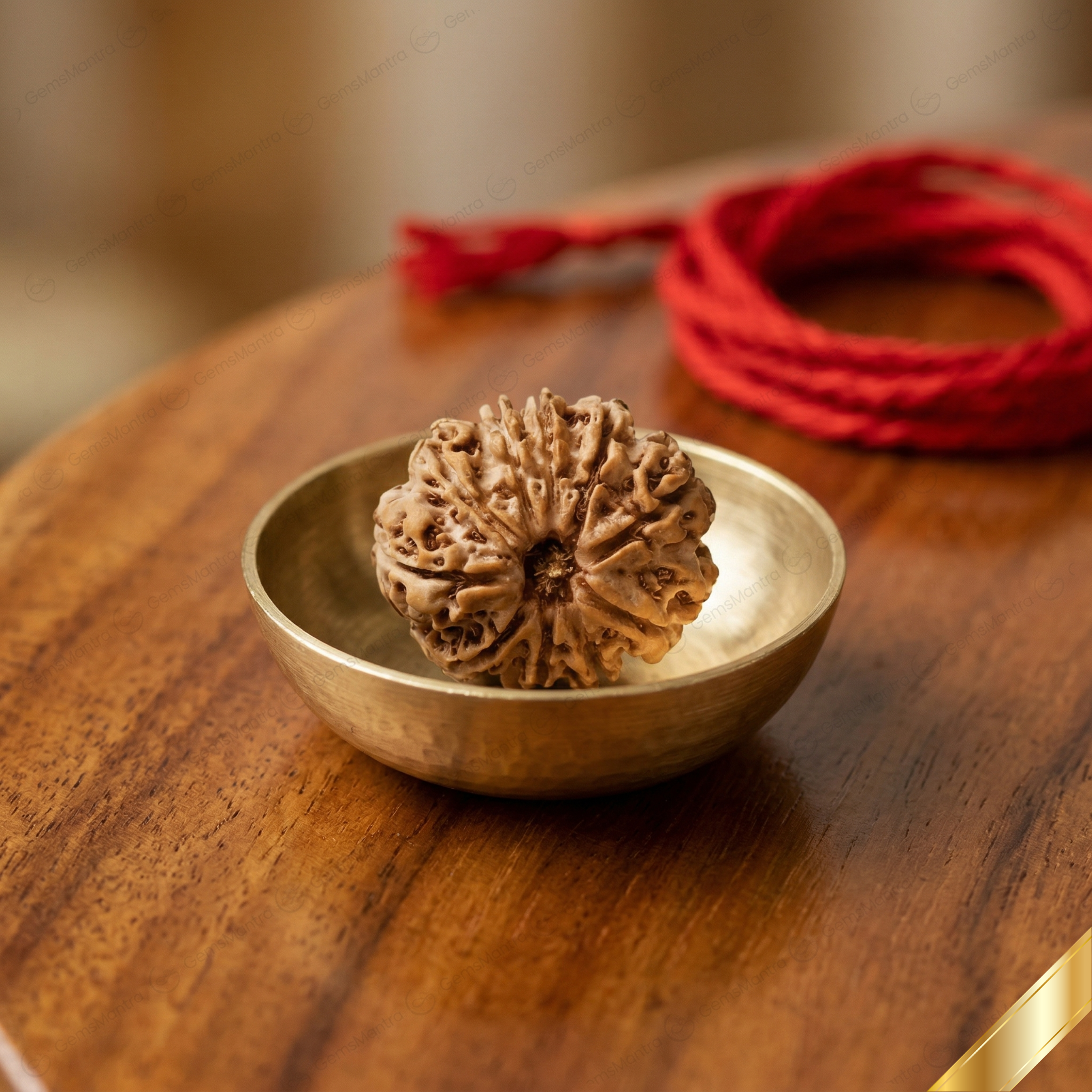 Natural 10 Mukhi Rudraksha (Nepali)