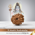 Natural 11 Mukhi Rudraksha (Nepali)