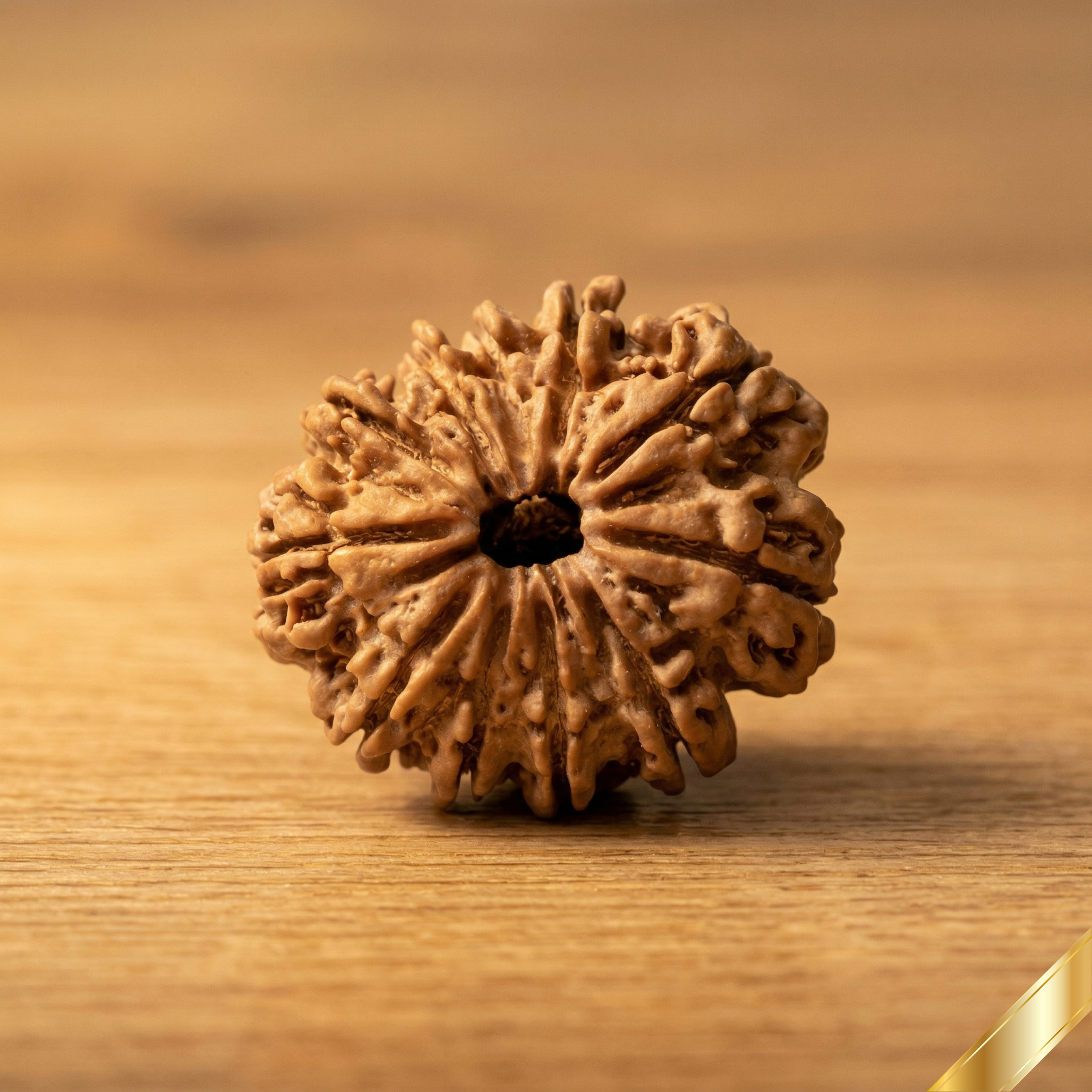 Natural 11 Mukhi Rudraksha (Nepali)