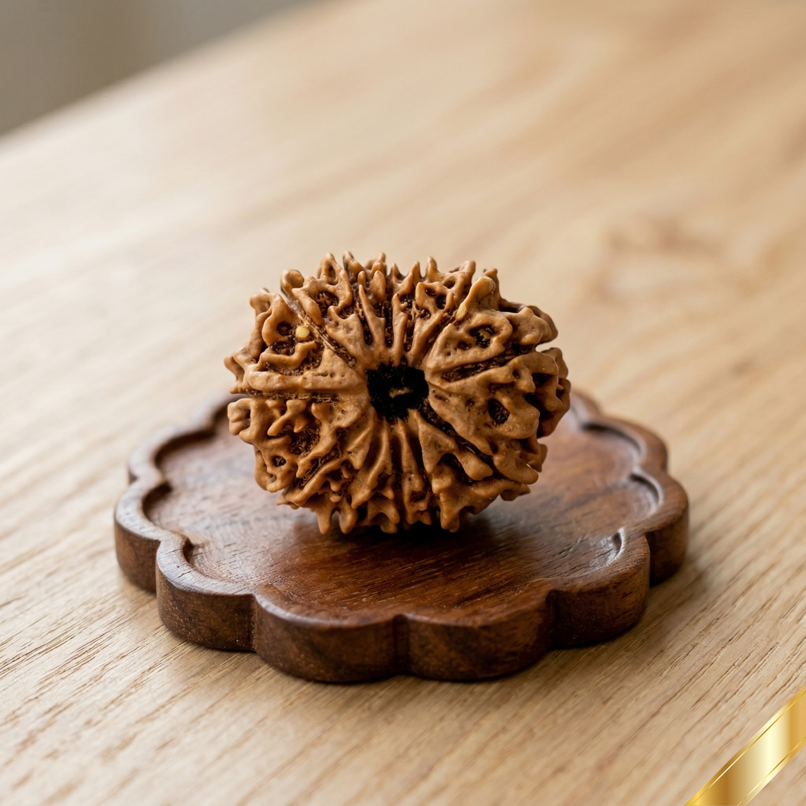 Natural 12 Mukhi Rudraksha (Nepali)