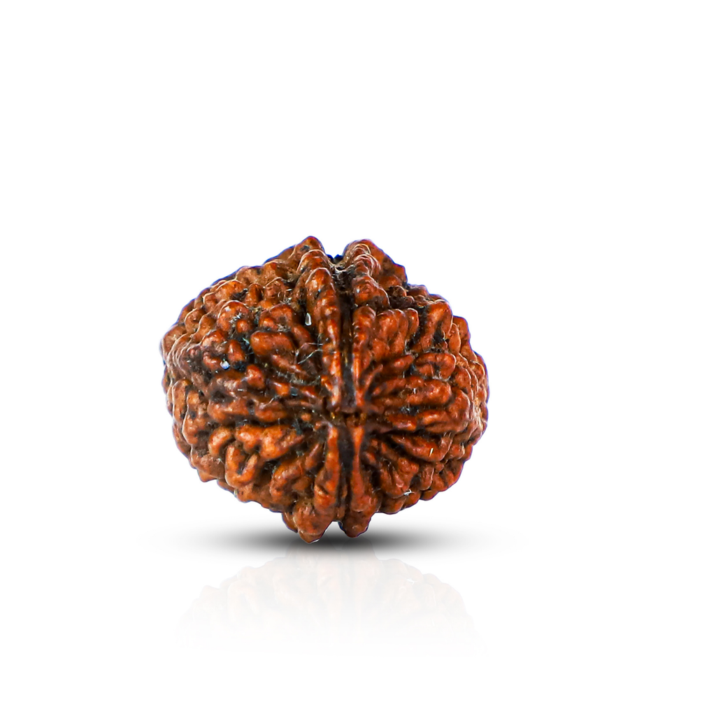 Natural 2 Mukhi Rudraksha (Nepali)