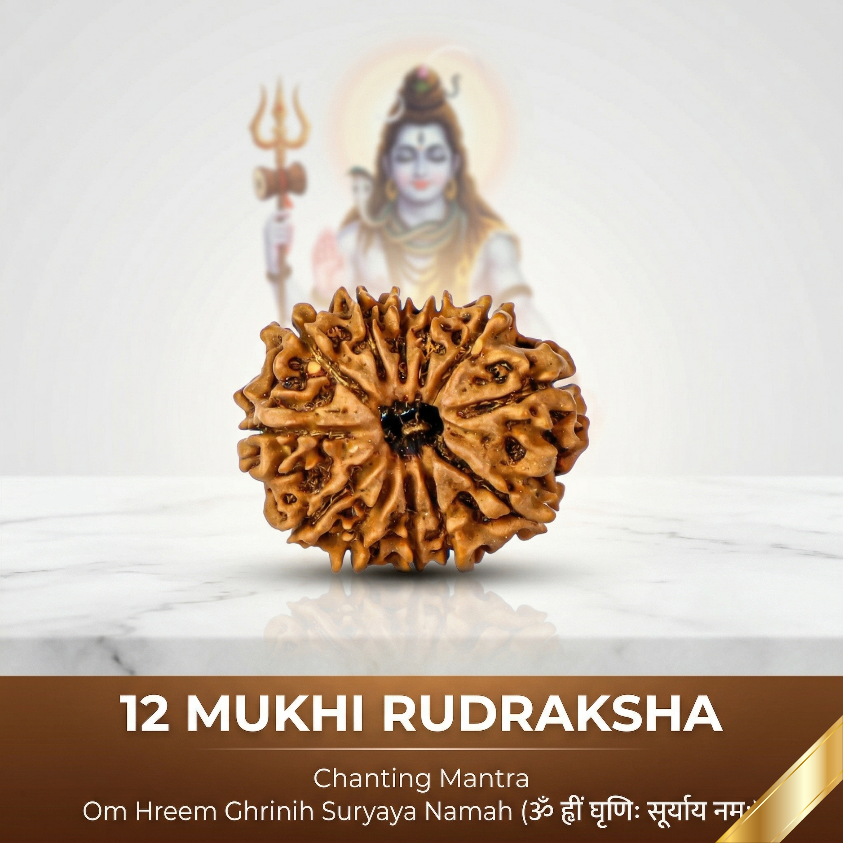 Natural 12 Mukhi Rudraksha (Nepali)